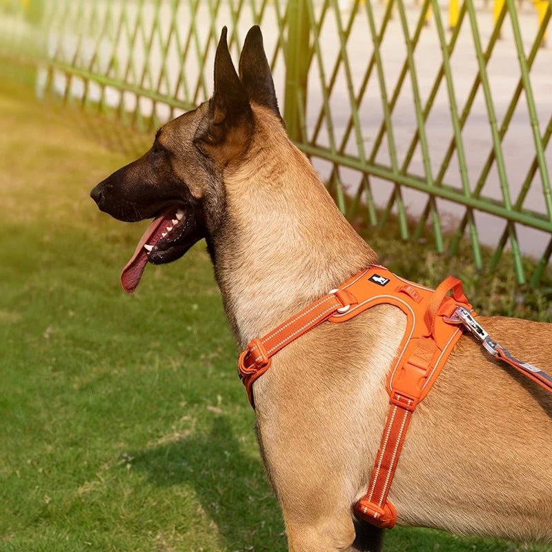 Harnais pour petit chien 2 kg sur un malinois dans un parc vert Image