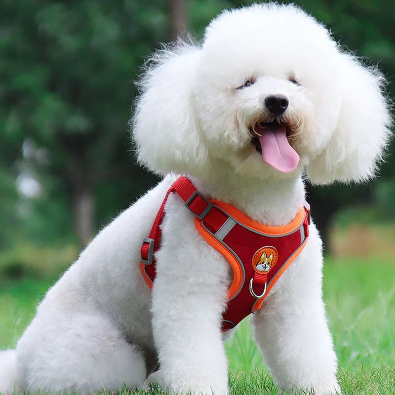Harnais pour petit chien 5 kg sur un petit chien blanc portant un harnais petit chien rouge  Image