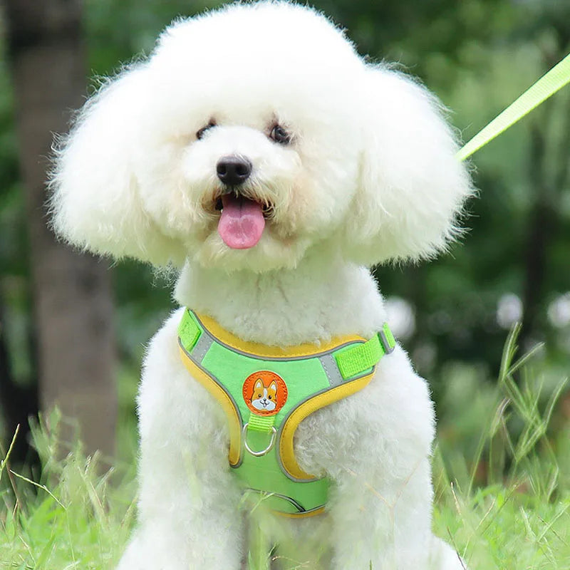 Harnais pour petit chien 5 kg sur un petit chien blanc  Image