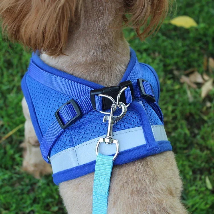 Harnais pour petit chien 6 kg vue du dessus sur un teckel Image