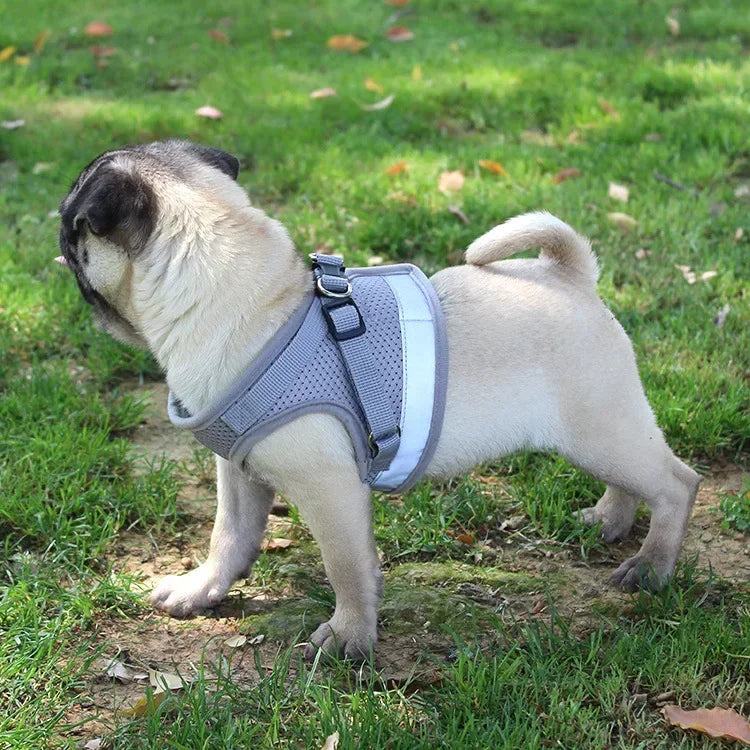 Harnais pour petit chien 6 kg sur un buldog Image