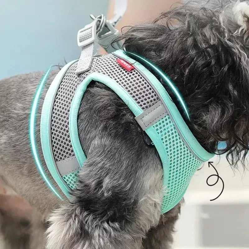 Harnais pour petit chien bichon maltai sur un petit chien claire  Image