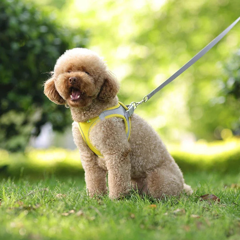 Harnais pour petit chien bichon maltai sur un petit chien assis dans l'herbe verte  Image