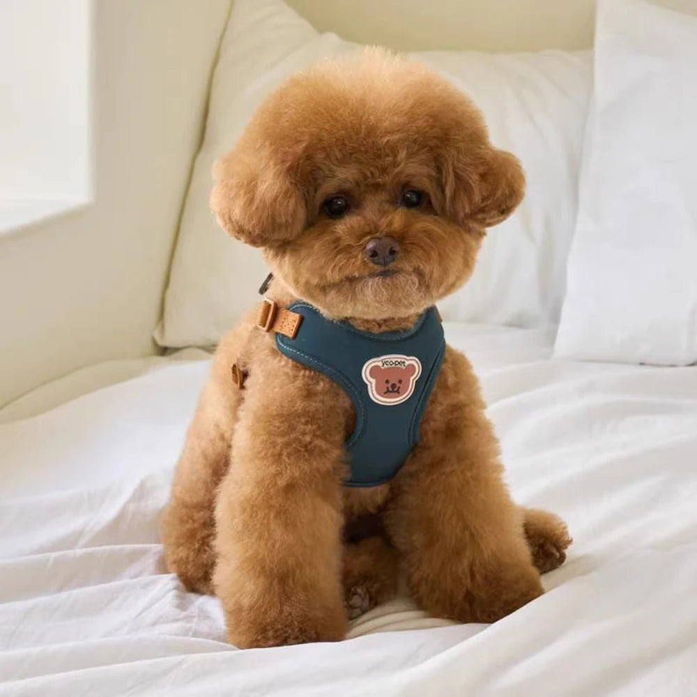 Harnais pour petit chien yorkshire sur un petit chien claire 