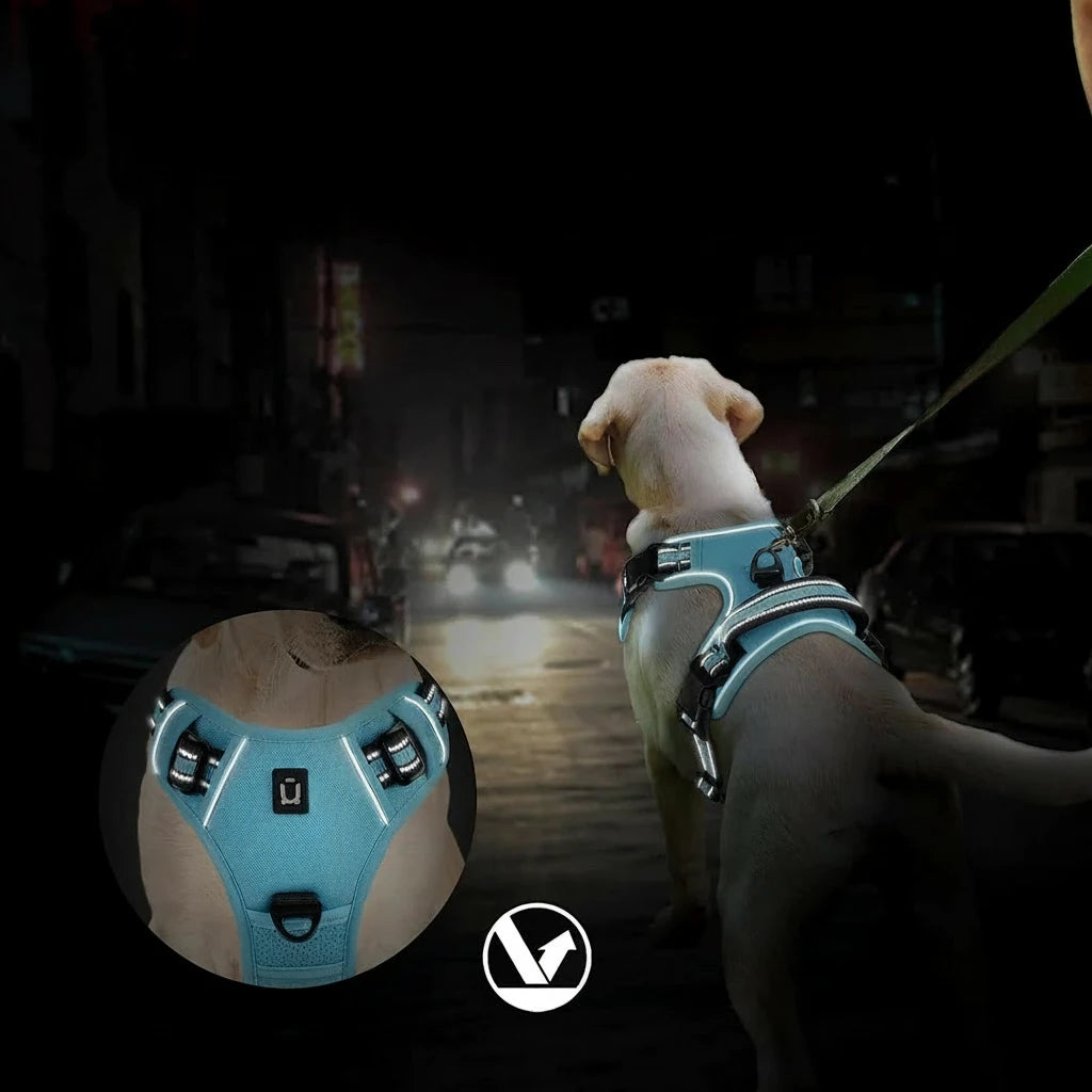harnais réfléchissant de couleur bleu dans la nuit. Image produit Boutiquechien