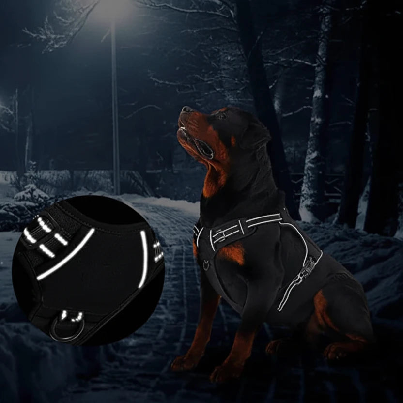 Harnais reflechissant pour chien sur un gros chien dans la nuit  Image
