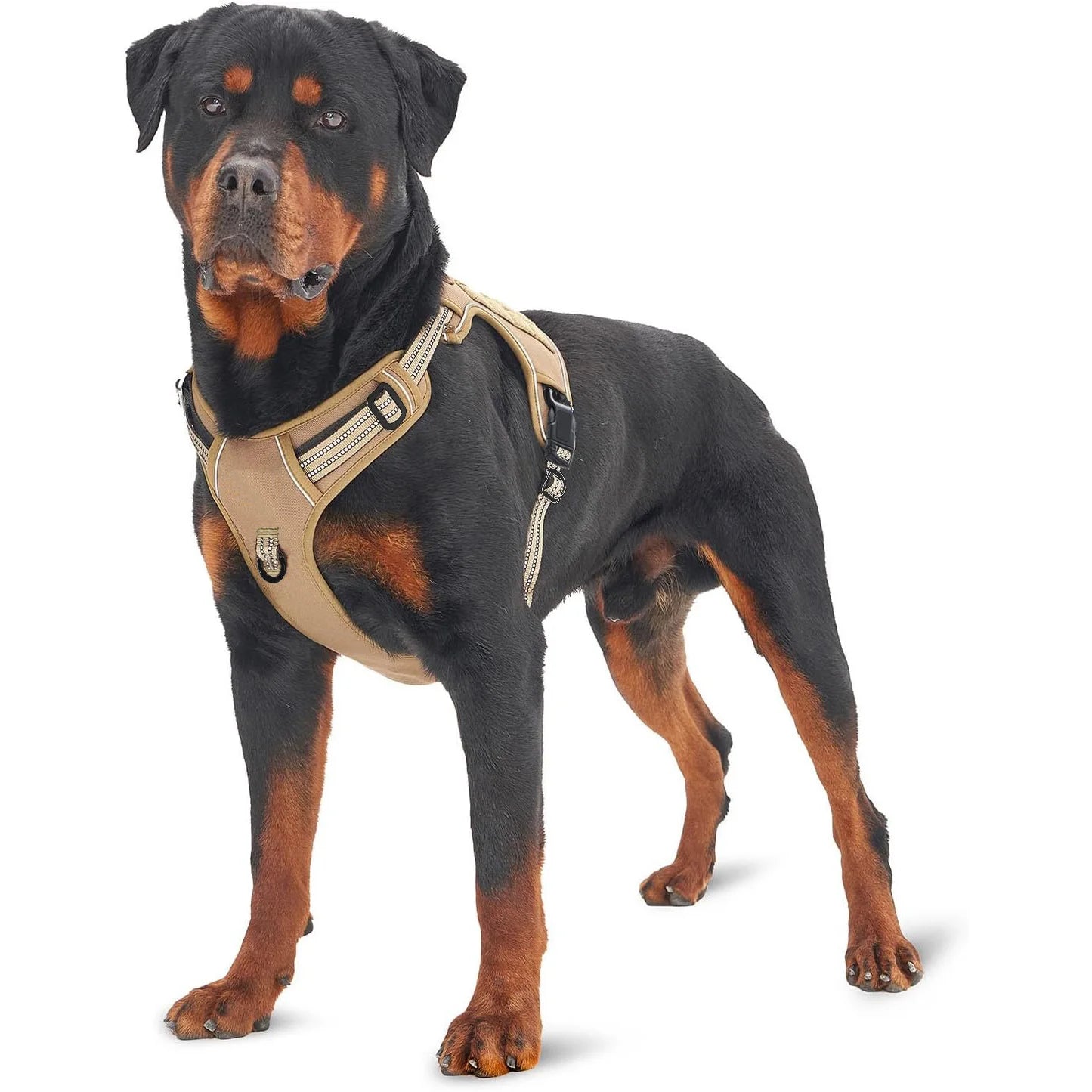 gros chien avec Harnais reflechissant pour chien Image