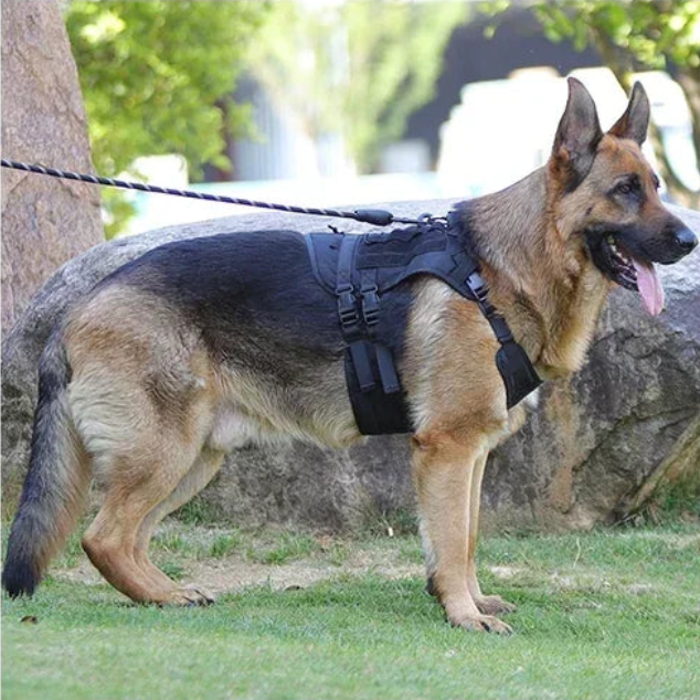 Harnais tactique militaire chien sur un berger allemand 