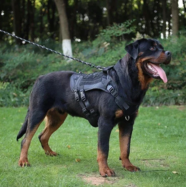 Harnais tactique militaire chien sur un gros chien noir 