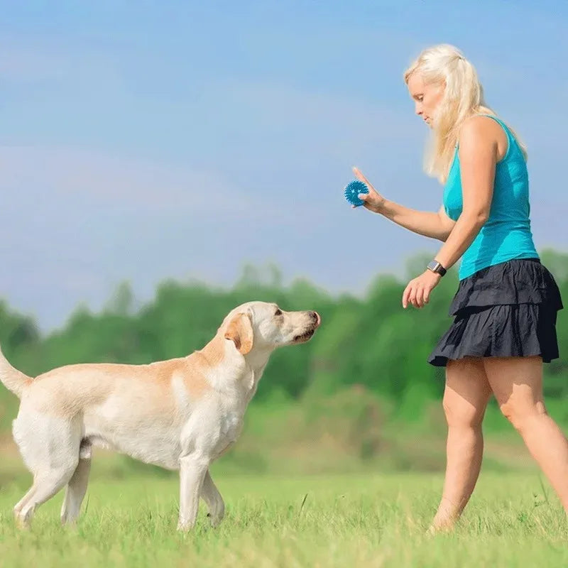 Jouet chiot dent avec une femme jouant avec son chien dans un champ Image