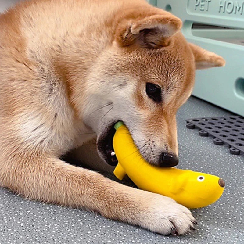 Jouet pour chiot 4 mois mâchouiller par un shiba