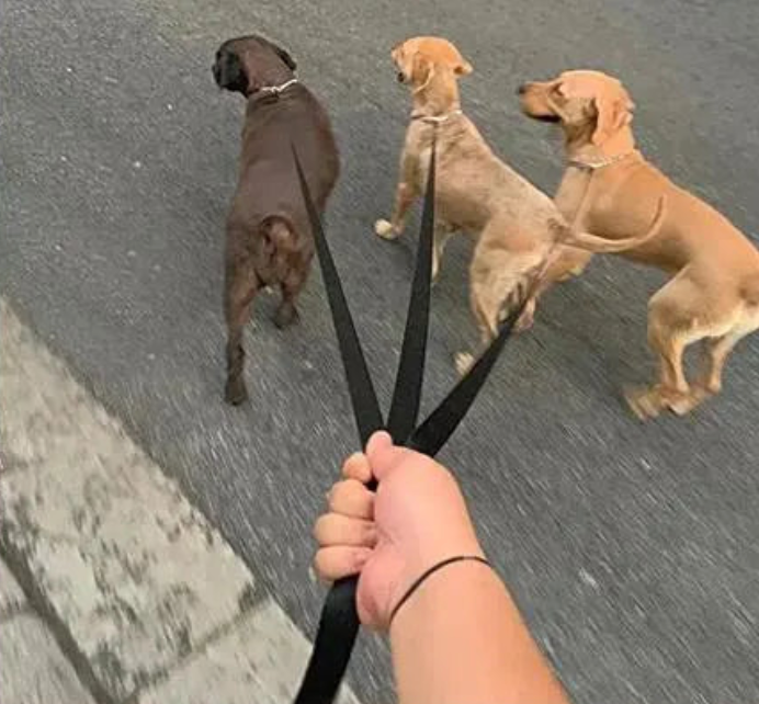 Laisse 20 mètres pour chien tenant trois chien Image