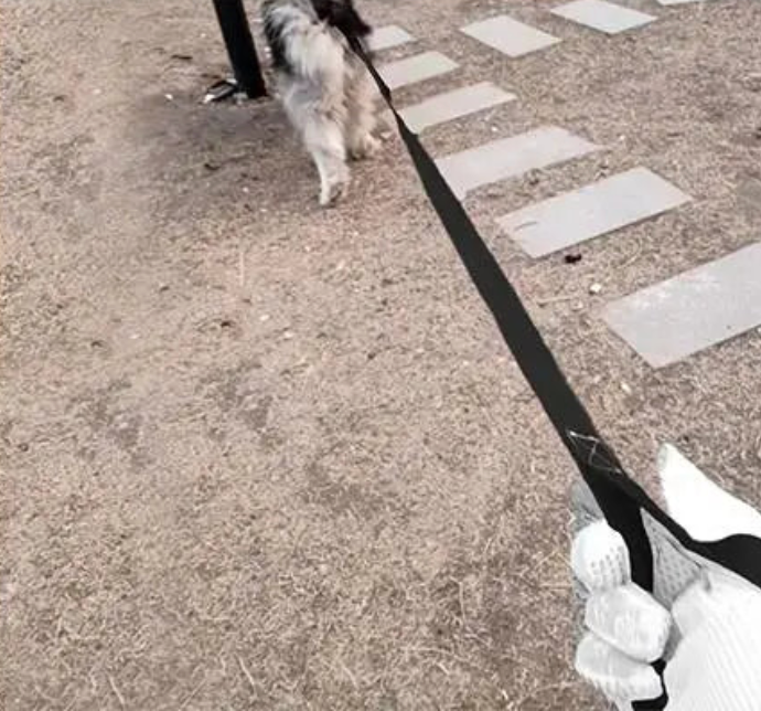 Laisse 20 mètres pour chien tenant un chien dans un parc Image