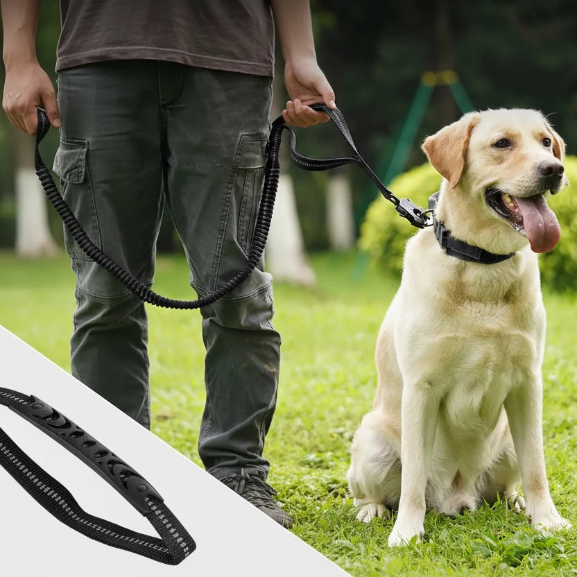 Laisse amortisseur pour gros chien avec un gros chien blanc tenu par la laisse Image