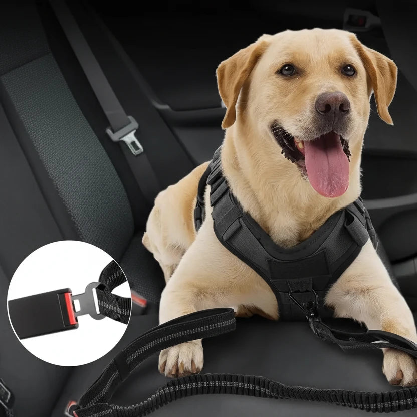 Laisse amortisseur pour gros chien dans une voiture noir Image