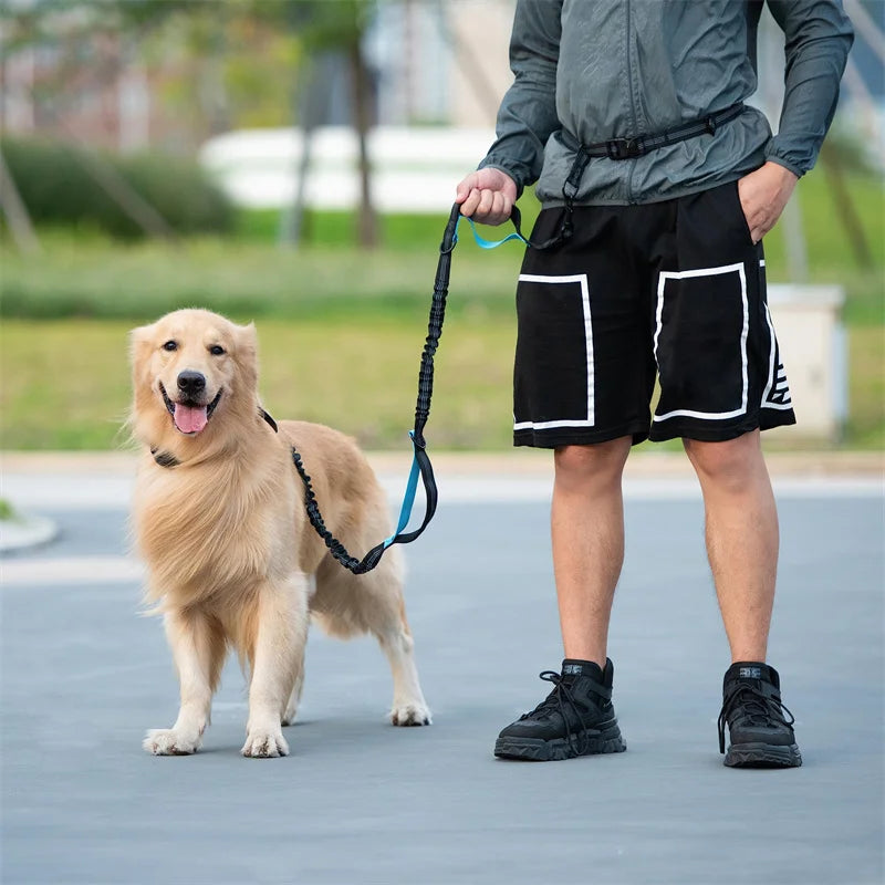 Laisse anti traction pour chien avec un grand chien noir tenu Image