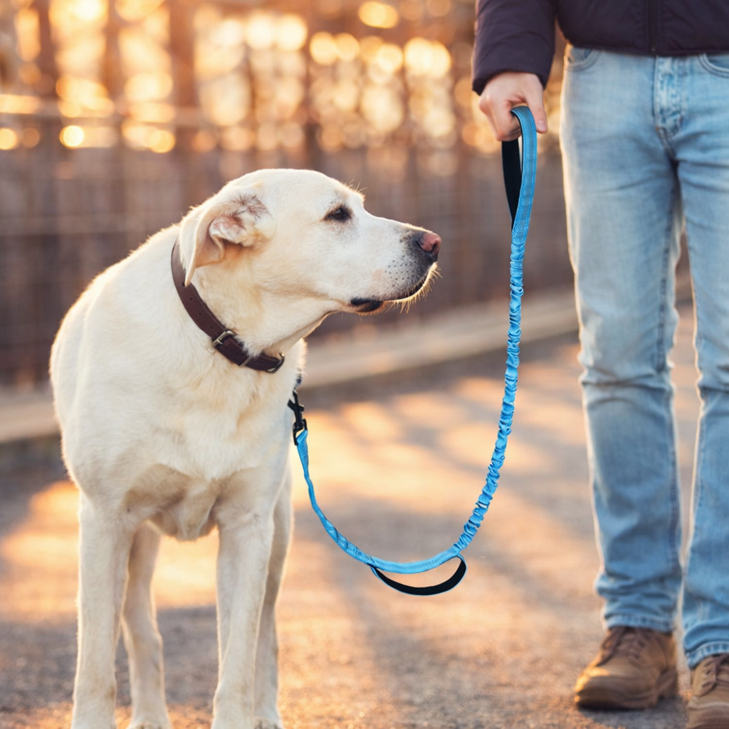 Laisse canicross petit chien avec un homme tenant la laisse bleu
