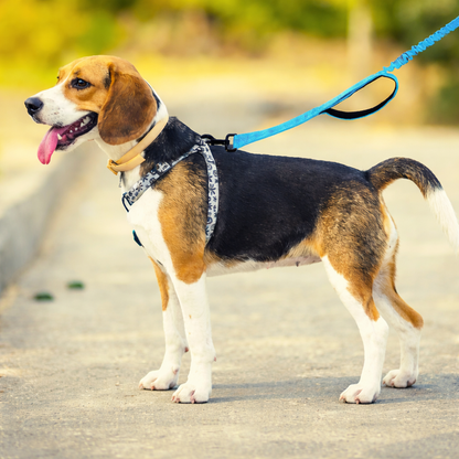 Laisse canicross petit chien sur un chien qui est tenu dans la rue 