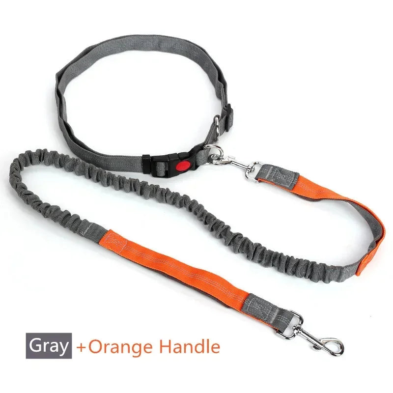 Laisse chien pour jogging orange