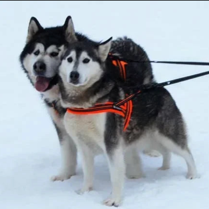 Laisse double chien de chasse sur des chiens dans la neige 