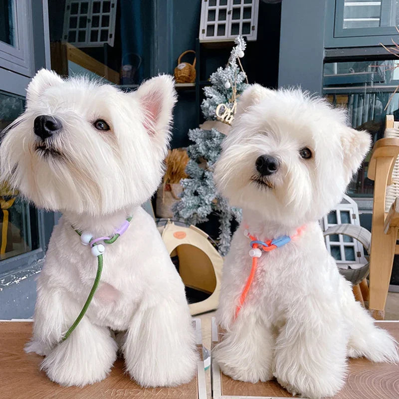 Laisse éducative pour chien sur des petits chien blanc