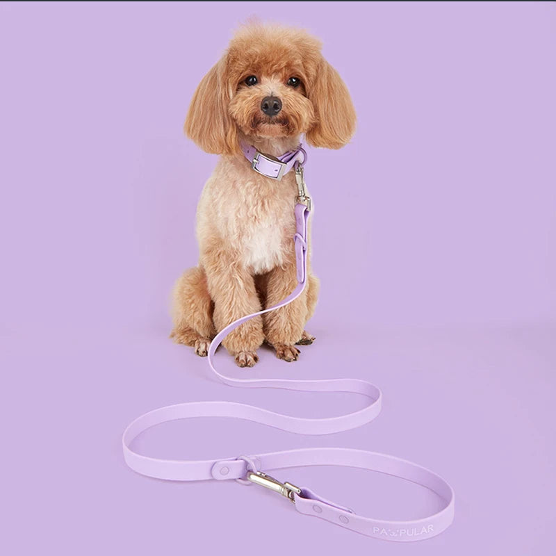 petit chien tenu par une Laisse lasso biothane Image
