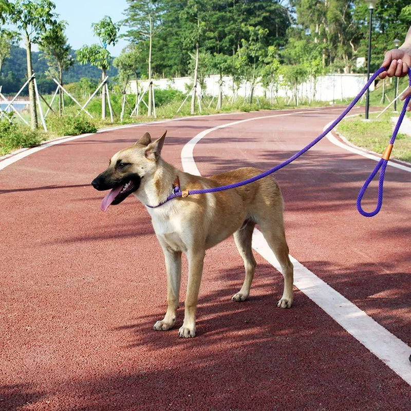 Laisse lasso de couleur violet porté par un malinois de couleur claire. Le chien est sur un chemin dans un parc. Image produit Boutiquechien