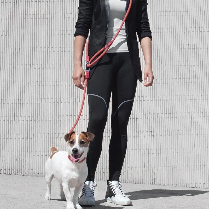 Laisse lasso pour chiot tenant un petit chien blanc Image