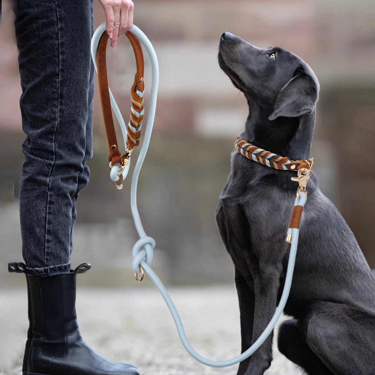 Laisse lasso pour gros chien sur un gros chien noir tenu par une femme  Image