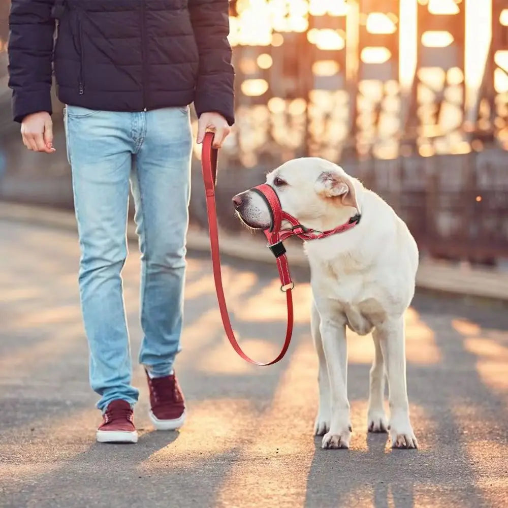 Laisse museau pour chien rouge sur un chien blanc dans la rue  Image