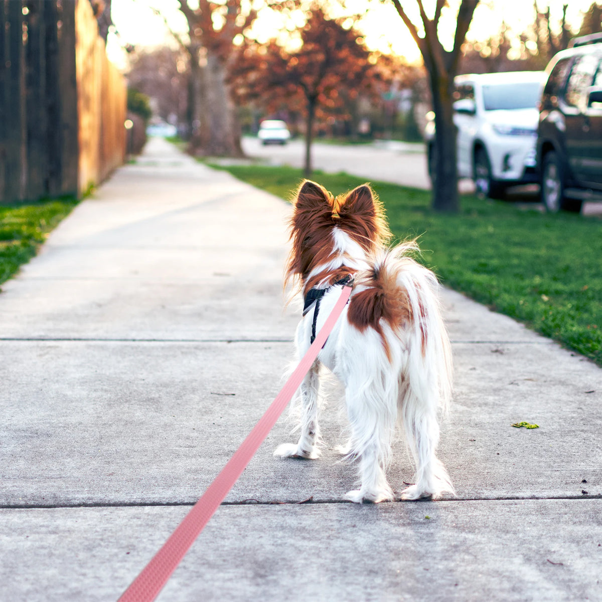 Laisse pour chien 10m avec un chien qui est tenu au bout dans la rue Image