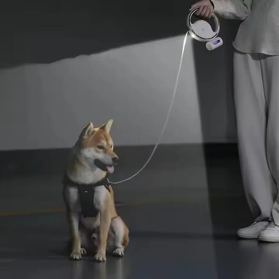 Laisse pour chiot berger australien dans la nuit avec une laisse enrouleur ronde Image