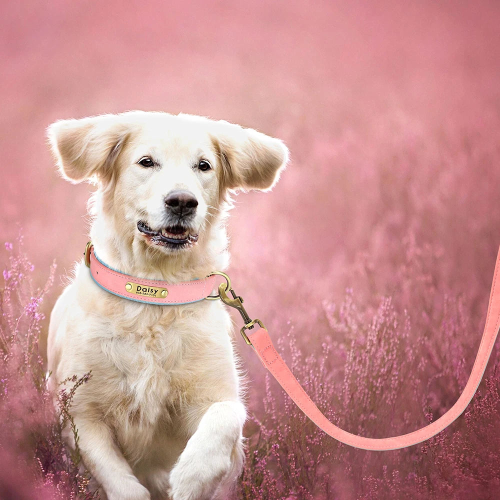 Laisse pour chiot chihuahua sur petit chien blanc dans la lavande rose  Image