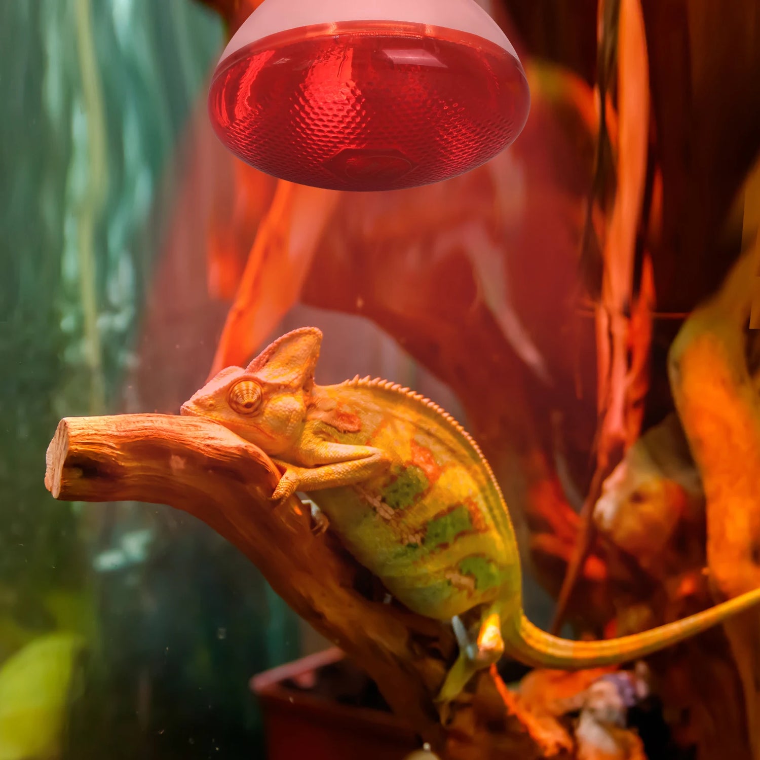 Lampe chauffante chiot 250w avec un iguane