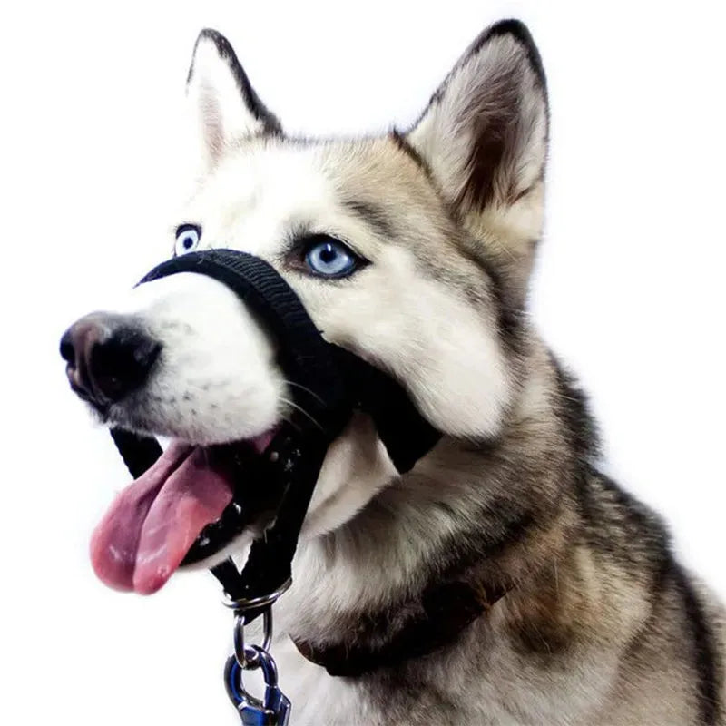 Licol chien de couleur noir, sur un husky de couleur blanc. Image produit Boutiquechien 