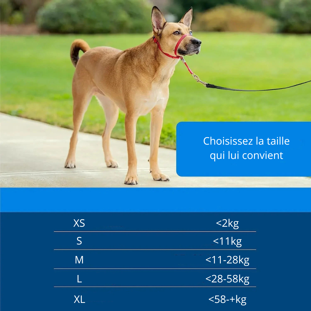 Licol chien différentes tailles de XS à XL de 2kg à plus de 58kg. Image produit Bouituqechien 