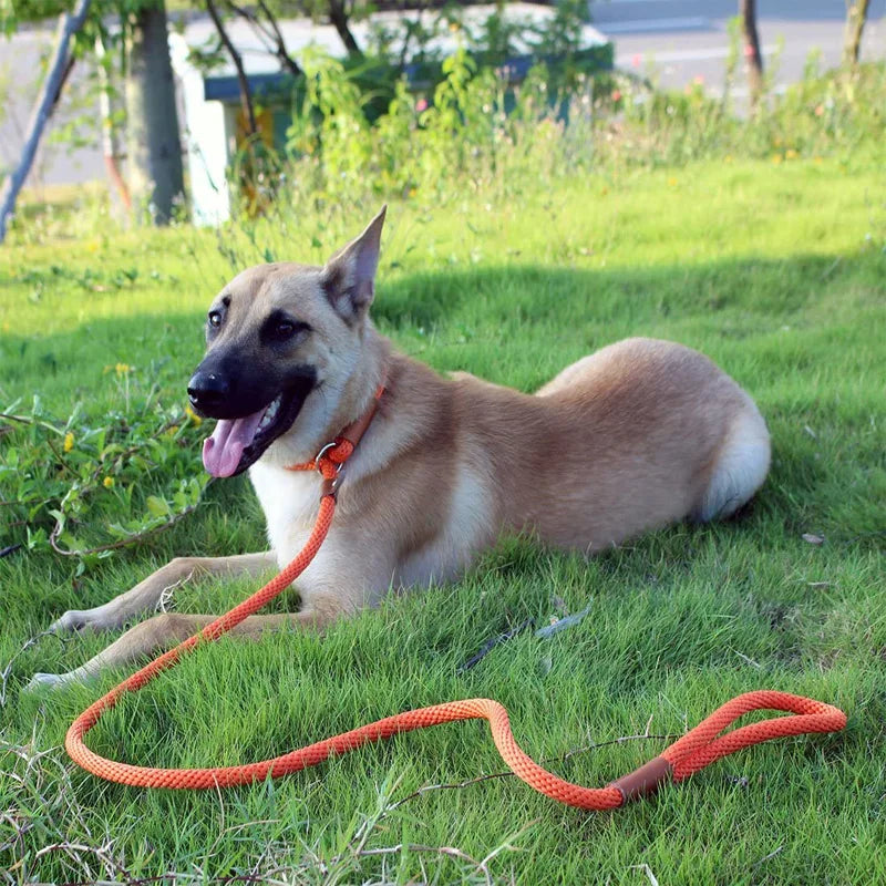 Malinois portant sa laisse lasso de couleur orange en nylon. Le chien est couché dans l'herbe avec sa laisse. Image produit Boutiquechien