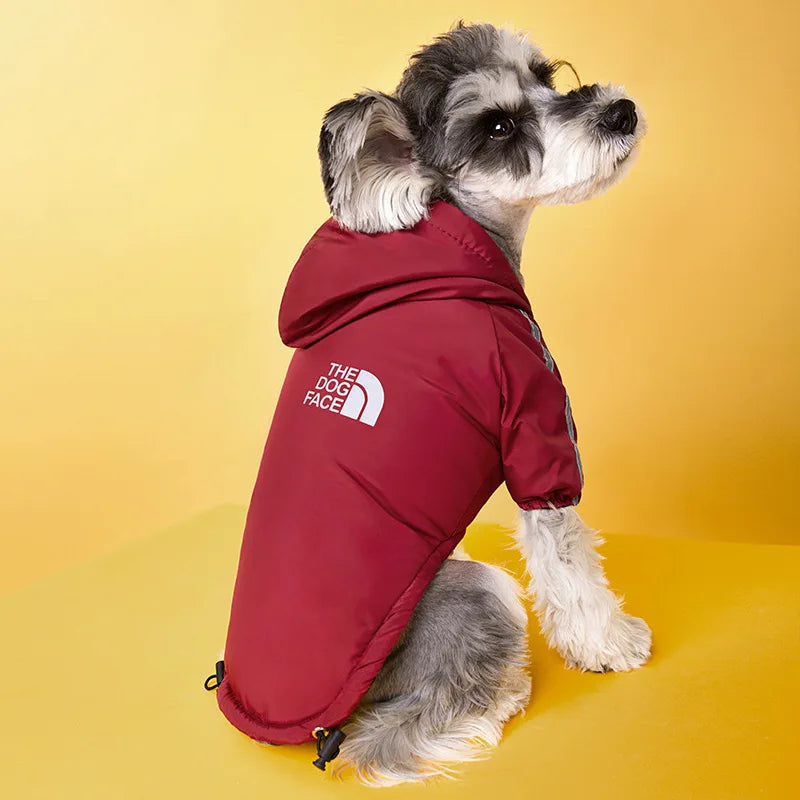 Manteau à capuche chihuahua xxs avec un chien claire le portant  Image