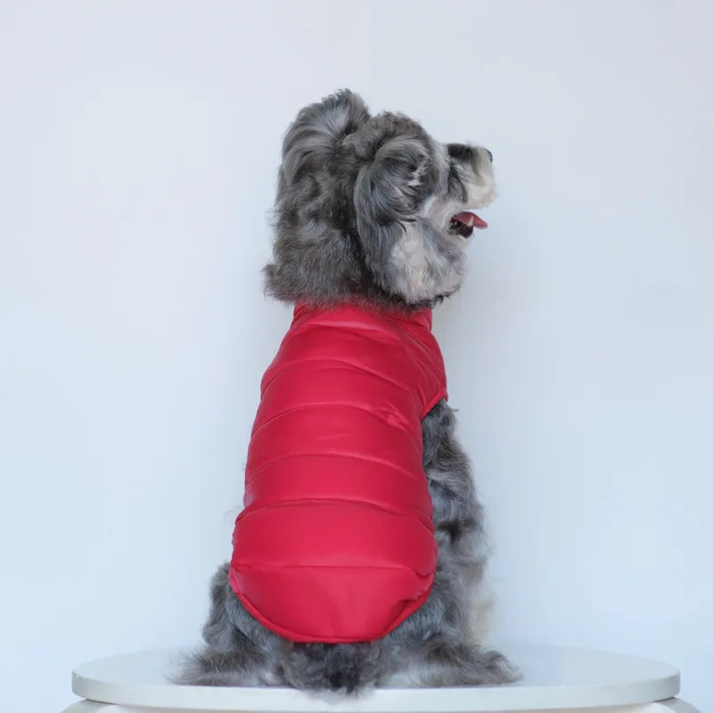 Manteau chihuahua xxs de dos sur un chien assis  Image