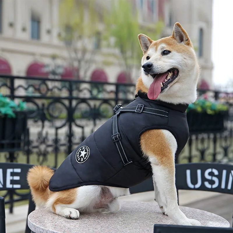 Manteau pour petit chien avec harnais intégré de couleur noir en ville Image