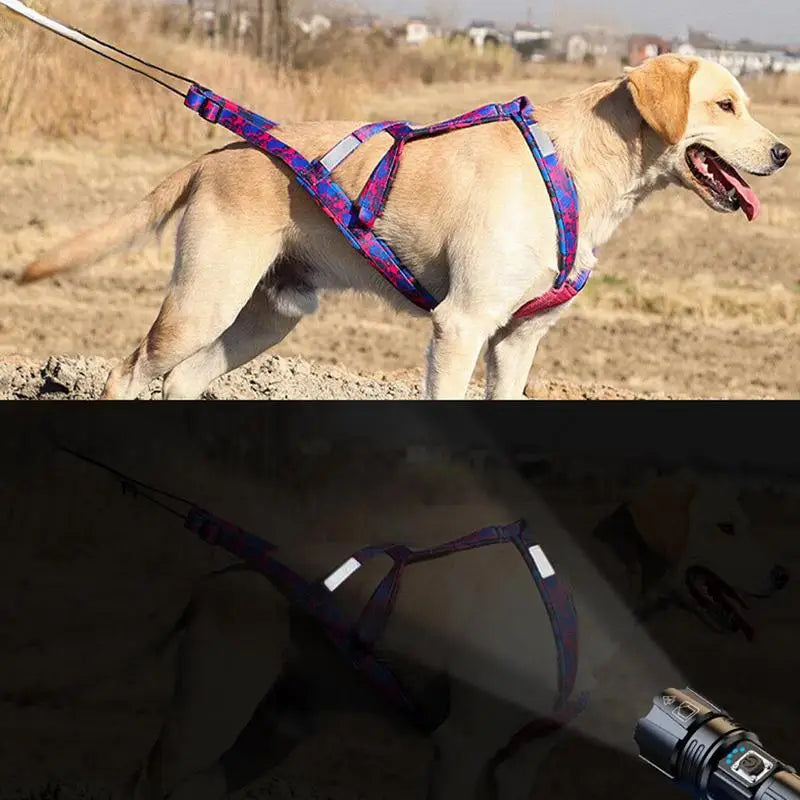 Meilleur harnais canicross reflechissant sur un chien dans la rue Image