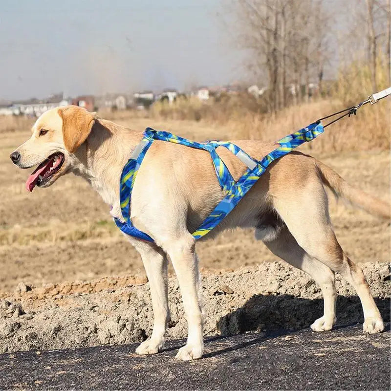 Meilleur harnais canicross bleu sur un chien blanc  Image