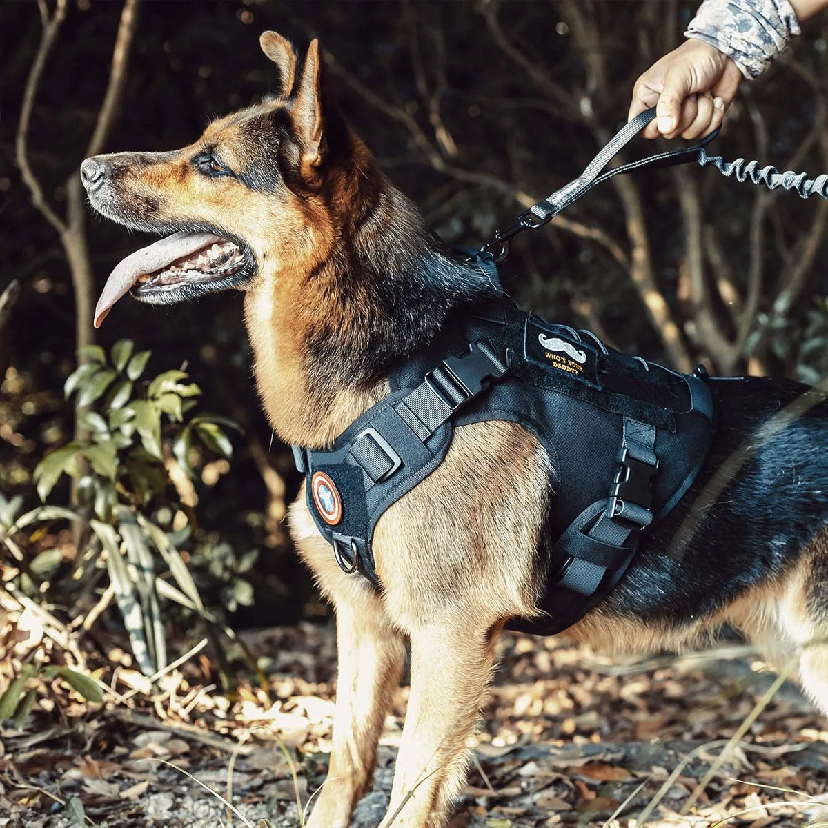 Meilleur harnais chien anti traction sur un berger allemand  Image