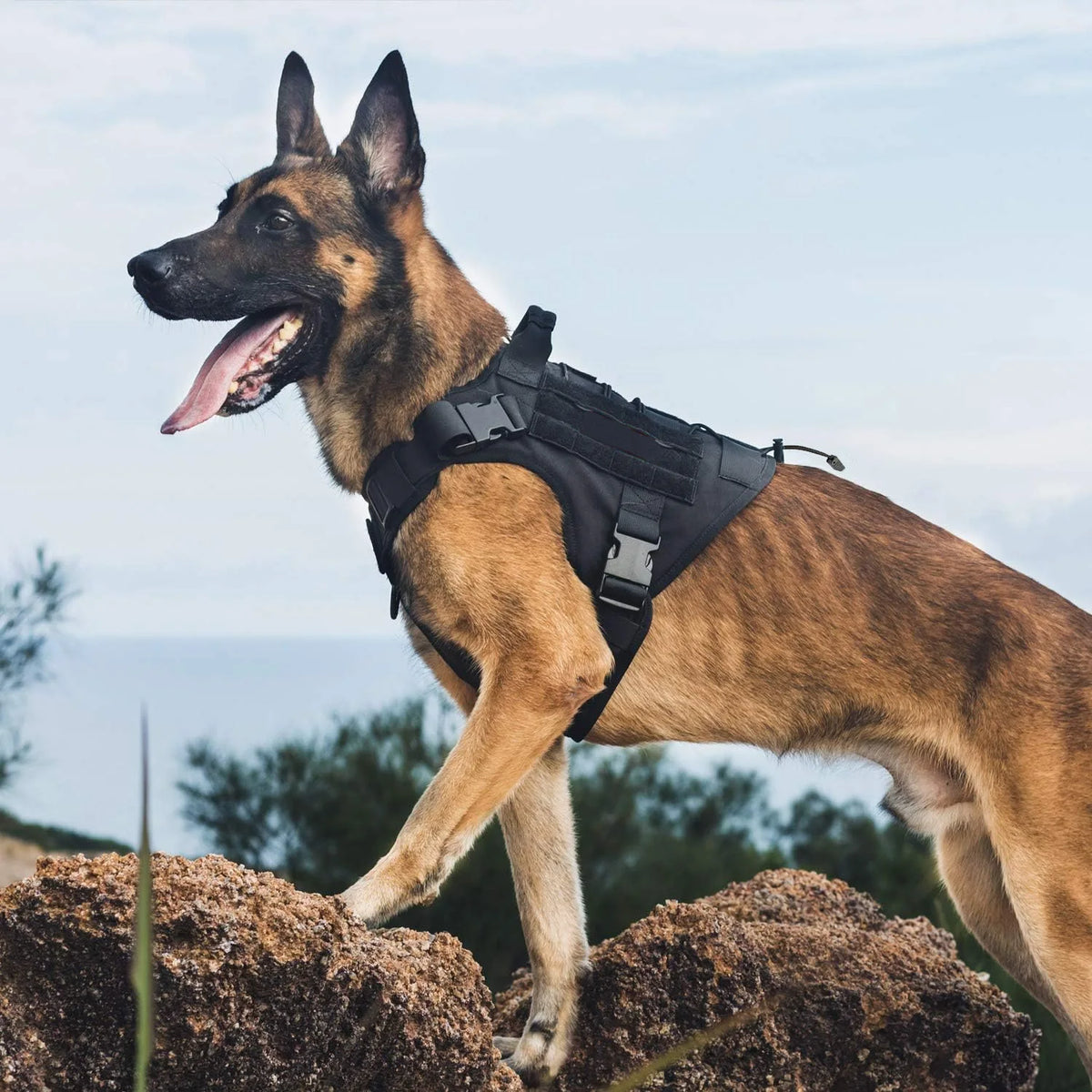 Meilleur harnais chien anti traction sur un berger allemand  Image