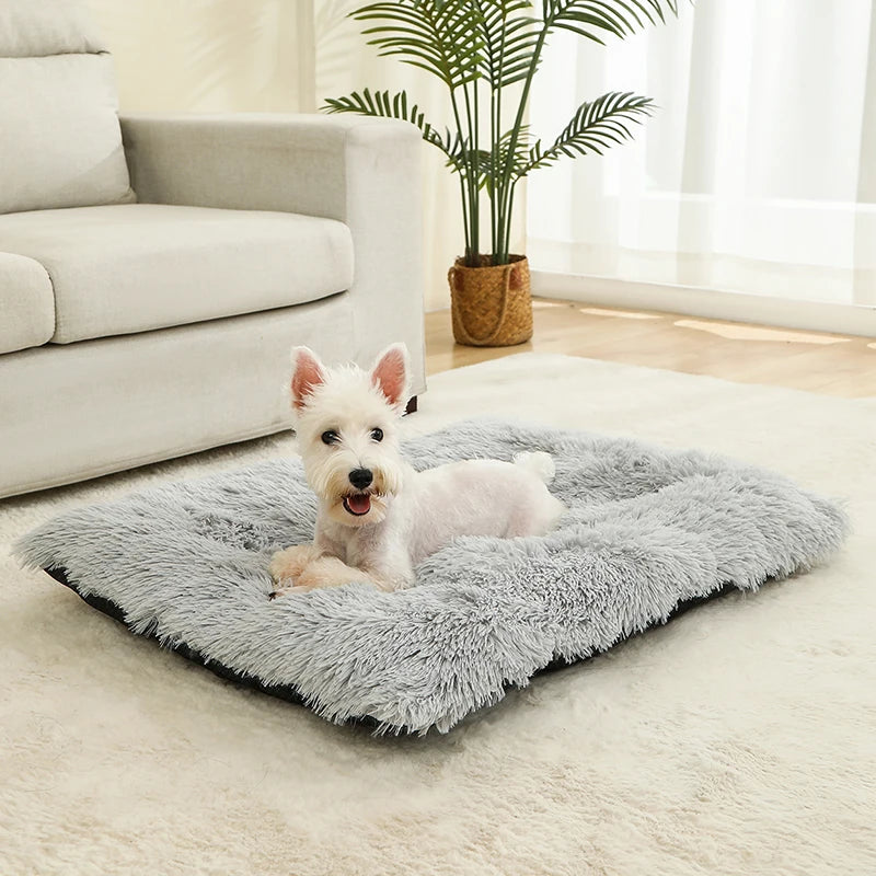 Meilleur panier pour chien xxl gris avec un petit chien blanc dans un salon claire  Image