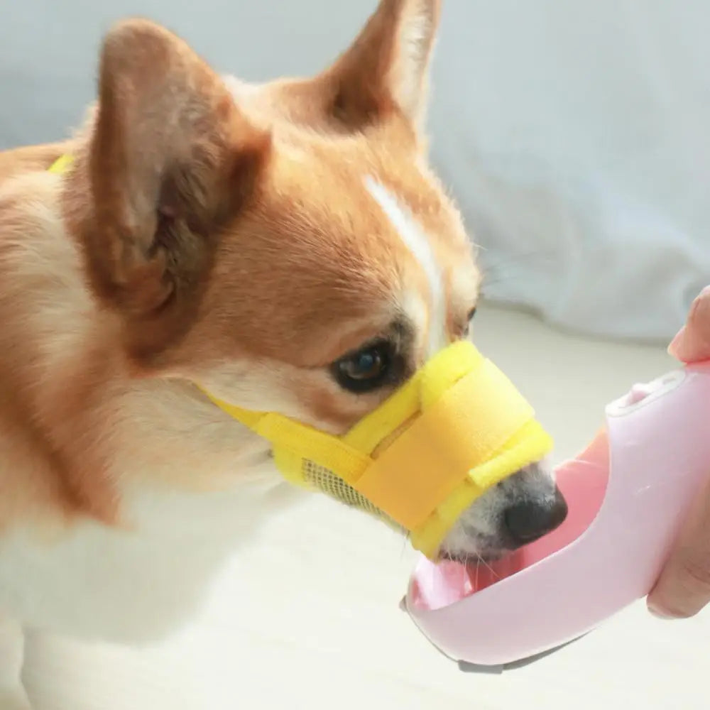 Muselière jaune sur petit corgi brun et blanc qui boit dans une gourde chien de couleur rose. Image produit BOutiquechien 