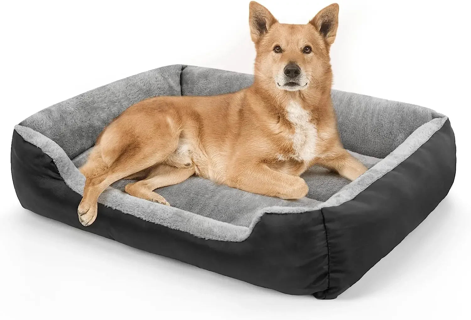 panier noir et rembourrage gris dans le panier pour chien. Le chien brun est couché dans son panier de couleurs noir en regardant la caméra dans un fond blanc. Image pour boutiquechien