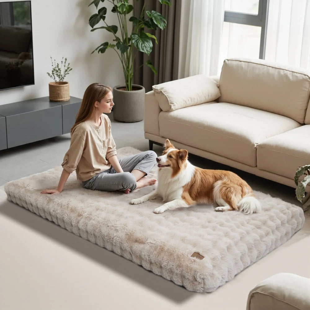 Panier pour chien entièrement déhoussable gris dans un salon de couleur claire  Image