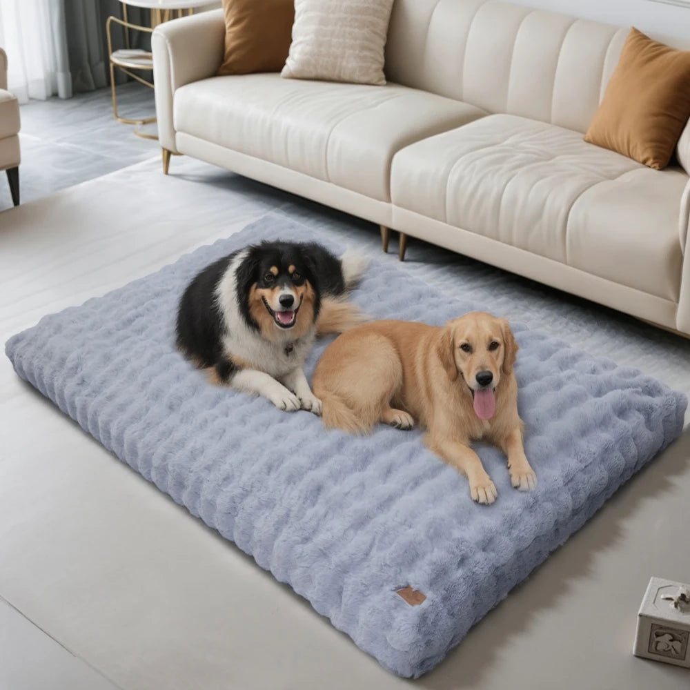 Panier pour chien entièrement déhoussable bleu avec deux chiens couché dessus dans un salon de couleur claire  Image