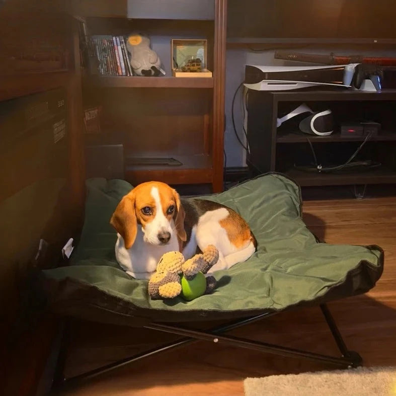 Panier pour chien exterieur avec un chien Image